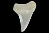 Fossil Mako Tooth - Lee Creek (Aurora), NC #142324-1